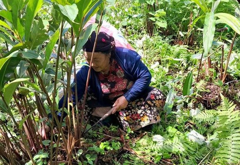 किसानको समस्या पहिचान गर्दै अलैँची महासङ्घ